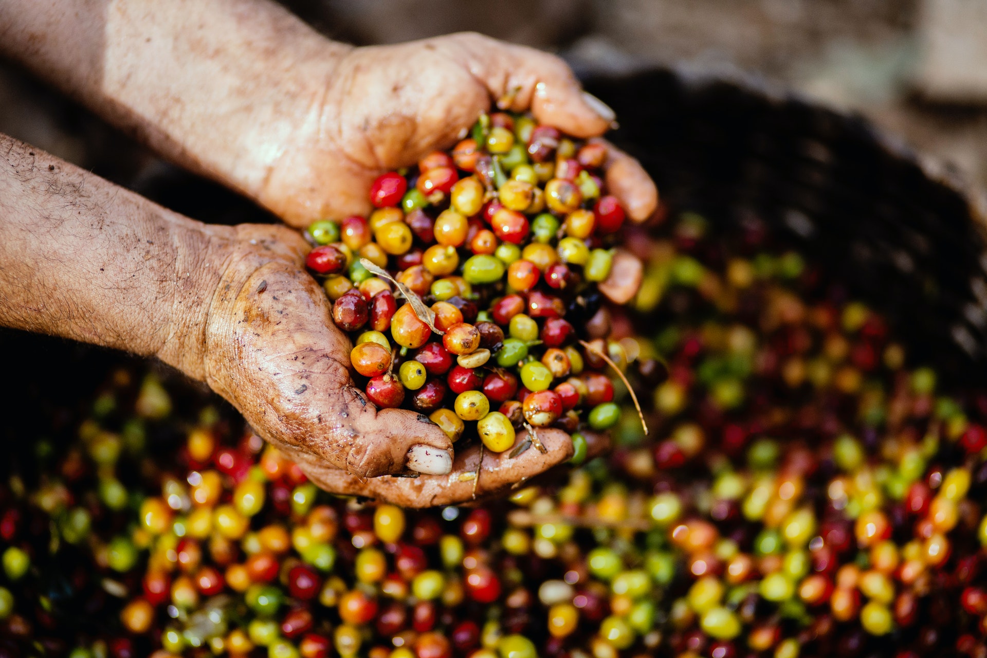 Productores De Café Colombianos